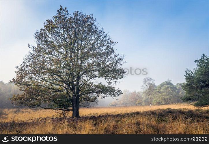 single tree in autumn landscape with gold brown red and orange colors and hazy misty background