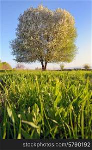 single tree in spring on green field