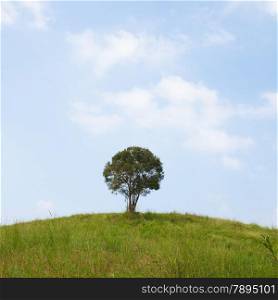 Single tree on a hill. Cloudy sky clear And verdant meadows