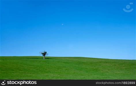 Single tree on rutal landscape green fields with clear blue sky on summer,Beautiful nature Spring landscape with meadow, one tree and half moon and skyline, Lonely tree at the empty grass field on hills