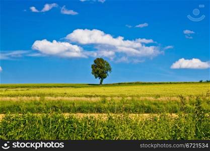 Single tree on yellow field under blue sky
