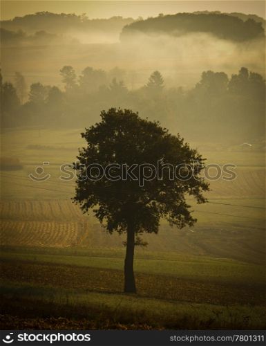 Single tree silhouette in morning fog, vintage look