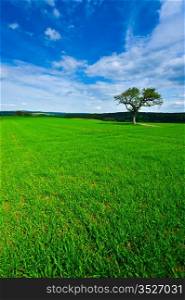 Single Tree Surrounded by Green Fields
