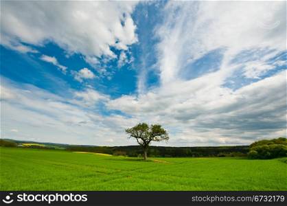 Single Tree Surrounded by Green Fields