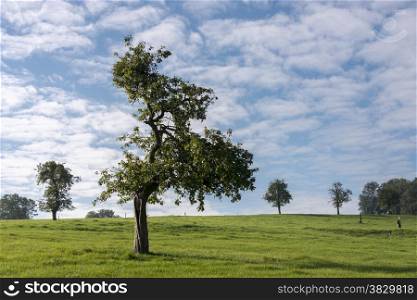 single tree with blue sky and white clouds in belgium nature