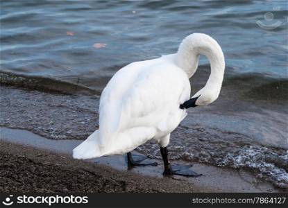 Single trumpeter swan preening and grooming itself by water.
