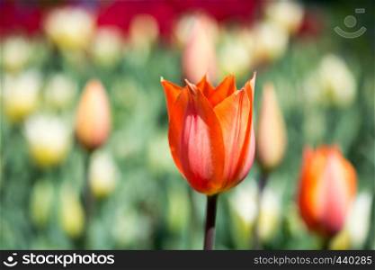Single Tulip Flower Blooming in Spring Season