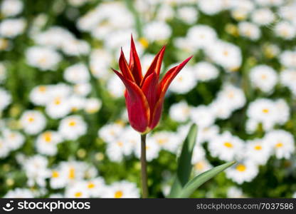 Single Tulip Flower Blooming in Spring Season