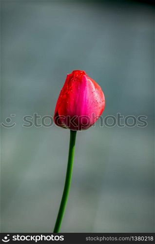 single tulip isolated on gray back, turquois ground