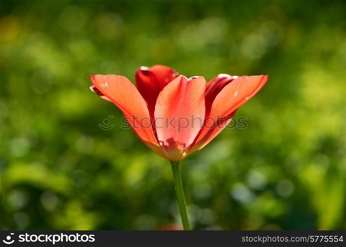 Single tulip on green meadow