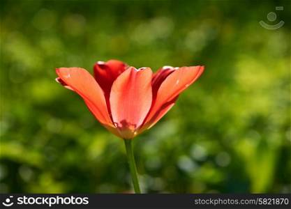 Single tulip on green meadow