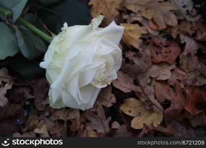 Single wet white rose on autumn leaves