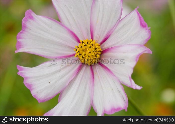 Single white and pink cosmos flower. Close up of a single white and pink cosmos flower, Cosmos bipinnatus