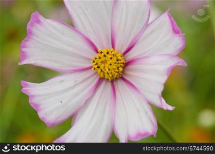 Single white and pink cosmos flower. Close up of a single white and pink cosmos flower, Cosmos bipinnatus