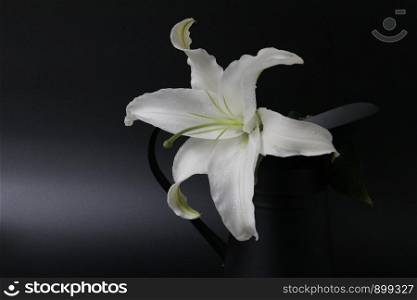 Single White Lily Flower on Black Background