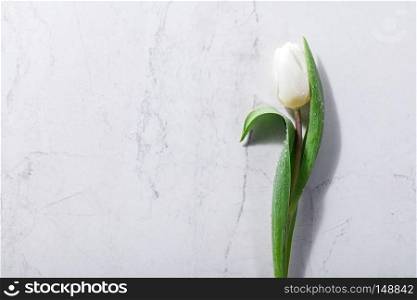 Single white spring flower on a marble background. Copyspace. Flat lay.. Single white spring flower on a marble background.