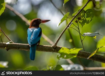 Single white throated kingfisher bird perched on branch, in the Kerala backwaters, India