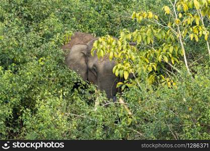 Single wild asian elephant in the Wayand Forest, India