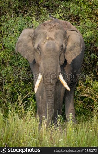 Single wild asian elephant in the Wayand Forest, India