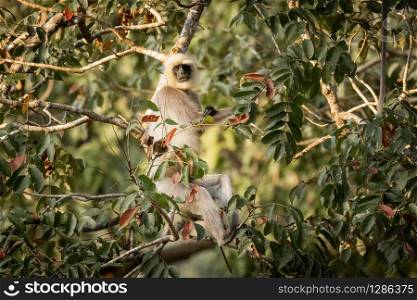 Single wild langur monkey in tree. Wayanad, India