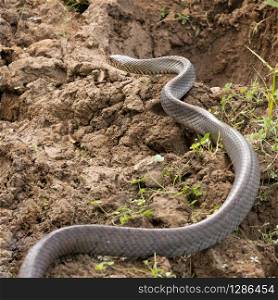 Single wild rat snake crawling along bare earth. Wayanad, India