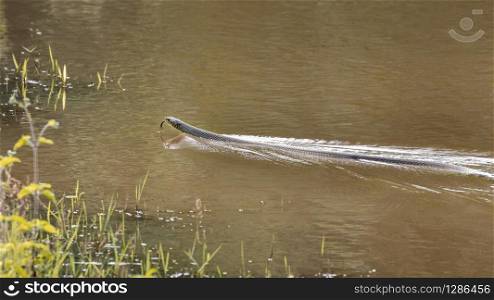 Single wild rat snake swimming in water. Wayanad, India