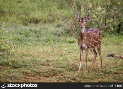 Single wild spotted deer standing in meadow, Kerala, India