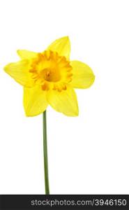 Single yellow daffodil isolated over the white background