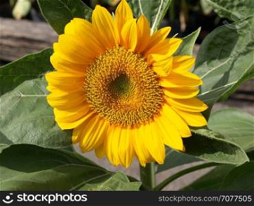 Single yellow flower of a sunflower growing in the garden.