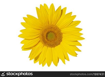 Single yellow flower. Sunflower isolated on white background