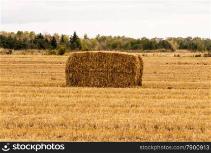 Single yellow hay bale in field against distant trees.