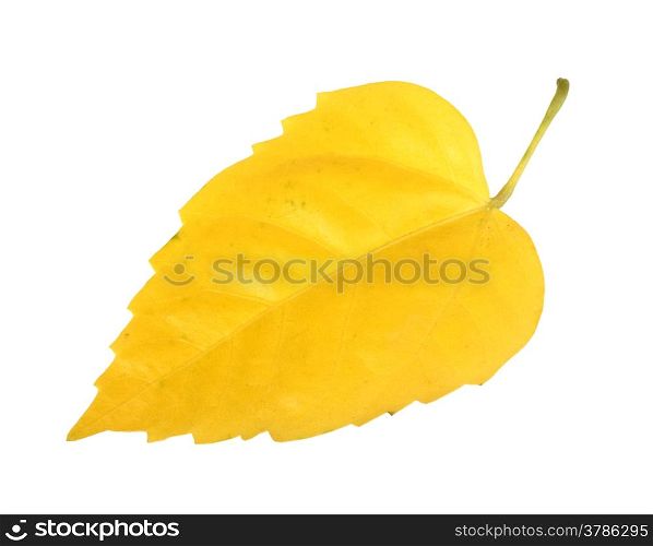 Single yellow leaf. Isolated on white background. Close-up. Studio photography.