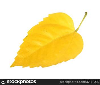 Single yellow leaf. Isolated on white background. Close-up. Studio photography.