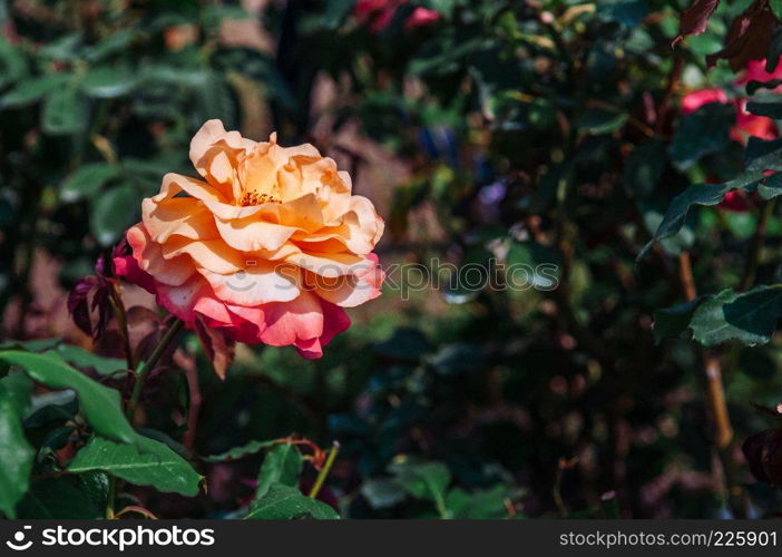 Single yellow red rose with green leaves bush background, vintage film style image