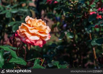 Single yellow red rose with green leaves bush background, vintage film style image