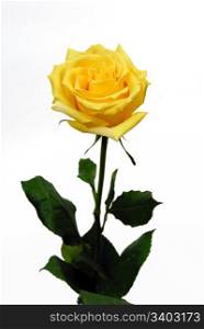 Single yellow rose on a white background