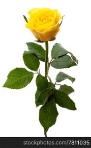 Single yellow rose. Single yellow rose, isolated on a white background