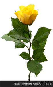 Single yellow rose. Single yellow rose, isolated on a white background