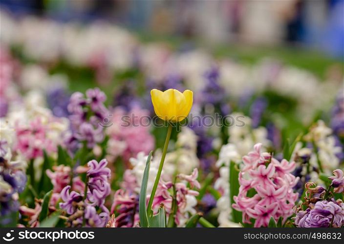 Single yellow tulip is between colorful hyacinths. Could easily be used for art project or conceptual ideas