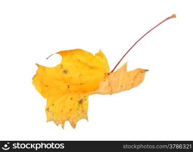 Single yellow twisted maple-leaf. Isolated on white background. Close-up. Studio photography.