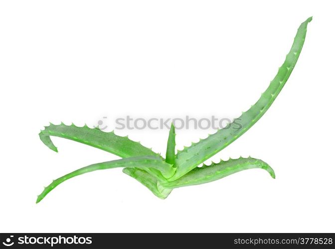 Single young branch of aloe with green leaf. Isolated on white background. Close-up. Studio photography.