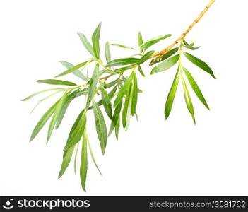 Single young green branch with leaf. Isolated on white background. Close-up. Studio photography.