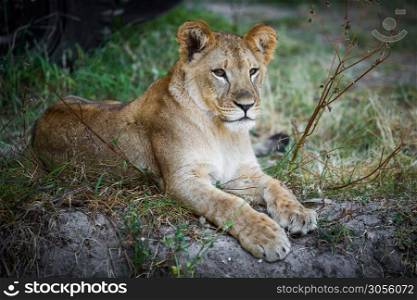 Single young lion lying on the grass. Single young lion