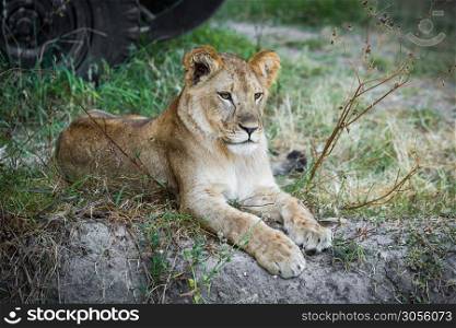 Single young lion lying on the grass. Single young lion