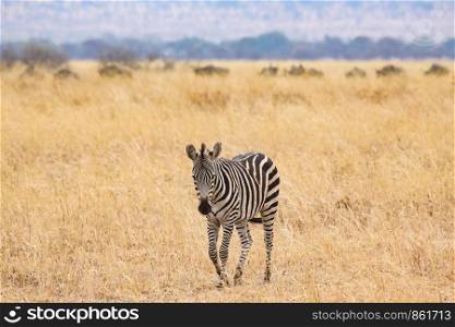 Single zebra wanders through dry landscape with yellow grass