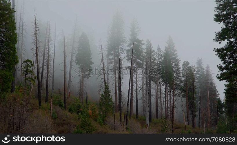 Sinister fog drifting through the forest of Yosemite