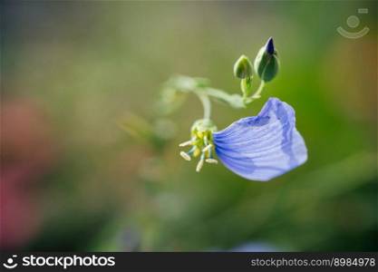 Sinlge petal on blue flax flower macro shot. Linum perenne. Sinlge petal on blue flax flower macro shot