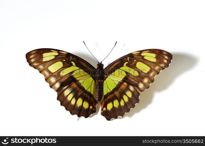 Siproeta stelenes isolated on white background