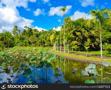 Sir Seewoosagur Ramgoolam Botanical Garden in Pamplemousses, Mauritius island