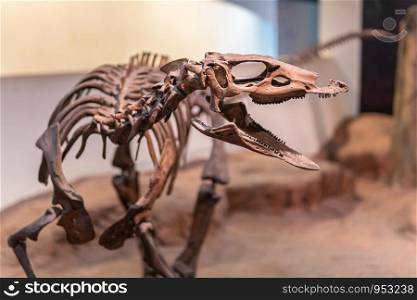 Sirindhorn Museum, Karasin Province Thailand - July 20, 2019: Tyrannosaurus rex skeleton museum in Thailand
